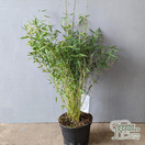 Buy Fargesia 'Red Dragon' (Umbrella Bamboo) online from Jacksons Nurseries.