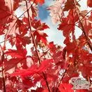 Buy Acer x freemanii 'Autumn Blaze'(Jeffersred) (Freemans Maple) online from Jacksons Nurseries.