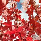 Buy Acer x freemanii 'Autumn Blaze'(Jeffersred) (Freemans Maple) online from Jacksons Nurseries.