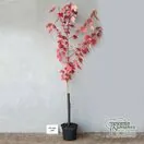 Buy Acer x freemanii 'Autumn Blaze'(Jeffersred) (Freemans Maple) online from Jacksons Nurseries.