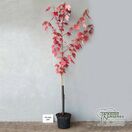 Buy Acer x freemanii 'Autumn Blaze'(Jeffersred) (Freemans Maple) online from Jacksons Nurseries.