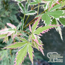 Buy Acer palmatum Butterfly(Japanese Maple) online from Jacksons Nurseries.