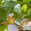 Buy Acer Orientalia (Maple) online from Jacksons Nurseries.
