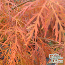 Buy Acer palmatum Dissectum (Japanese Maple) online from Jacksons Nurseries.