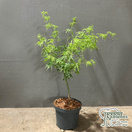 Buy Acer palmatum Seiryu(Japanese Maple) online from Jacksons Nurseries.