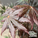 Buy Acer palmatum Trompenburg  (Japanese Maple) online from Jacksons Nurseries.
