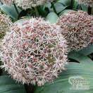 Buy Allium karataviense (Kara Tau garlic) online from Jacksons Nurseries.