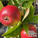 Buy Apple - Malus domestica Jupiter (Apple Bush) online from Jacksons Nurseries.