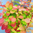 Buy Berberis thunbergii ‘Orange Sunrise’ (Japanese barberry) online from Jacksons Nurseries.