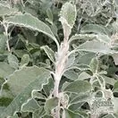 Brachyglottis 'silver waves' (Ragwort) online from Jacksons Nurseries.