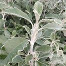 Brachyglottis 'silver waves' (Ragwort) online from Jacksons Nurseries.