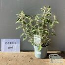 Brachyglottis 'silver waves' (Ragwort) online from Jacksons Nurseries.