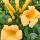 Buy Campsis radicans f. flava (Yellow Trumpet) online from Jacksons Nurseries.