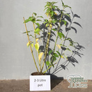 Buy Cornus sericea Flaviramea (Golden twig Dogwood) online from Jacksons Nurseries.