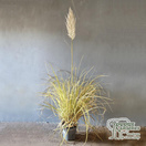 Buy Cortaderia selloana Splendid Star (Pampas Grass) online from Jacksons Nurseries.
