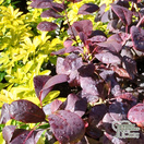 Buy Cotinus coggygria Royal Purple (Smoke Bush) online from Jacksons Nurseries.