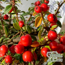 Buy Cotoneaster x suecicus Coral Beauty (Dwarf Weeping Cotoneaster) online from Jacksons Nurseries.