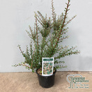 Buy Cotoneaster microphyllus (Cotoneaster) online from Jacksons Nurseries.