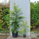 Buy gold leylandii conifers for UK delivery. Cupressocyparis leylandii Castlewellan Gold.