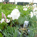Buy Dianthus deltoides Albus (Maidens Pink) online from Jackson's Nurseries.