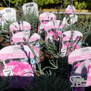 Buy Dianthus Whatfield Cancan online from Jackson's Nurseries.