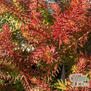 Buy Erica × darleyensis f. aureifolia 'Eva Gold  ( Heath Heather) online from Jacksons Nurseries.