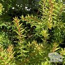 Buy Erica × darleyensis f. aureifolia 'Eva Gold  ( Heath Heather) online from Jacksons Nurseries.