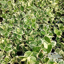 Buy Euonymus Silver Queen (Spindleberry) online from Jacksons Nurseries