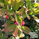 Buy Euonymus alatus (Evergreen Bittersweet) online from Jacksons Nurseries.