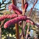 Buy Golden Alder Tree (Alnus incana Aurea) online from Jacksons Nurseries.