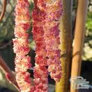 Buy Golden Alder Tree (Alnus incana Aurea) online from Jacksons Nurseries.
