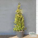 Buy Ilex x altaclerensis Golden King (Variegated Holly) online from Jacksons Nurseries.