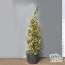 Buy Ilex aquifolium 'Golden van Tol' (Holly) online from Jacksons Nurseries.