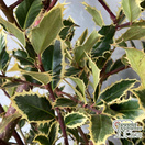 Buy Ilex aquifolium 'Handsworth New Silver' (Variegated Female Holly) online from Jacksons Nurseries.