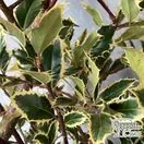 Buy Ilex aquifolium 'Handsworth New Silver' (Variegated Female Holly) online from Jacksons Nurseries.