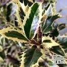 Buy Ilex aquifolium 'Handsworth New Silver' (Variegated Female Holly) online from Jacksons Nurseries.