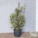 Ilex Handsworth New Silver 3