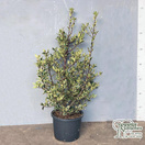 Buy Ilex aquifolium 'Handsworth New Silver' (Variegated Female Holly) online from Jacksons Nurseries.
