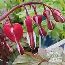 Buy Lamprocapnos spectabilis 'Valentine' (Dicentra)  (Bleeding Heart) online from Jacksons Nurseries.