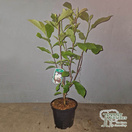 Buy Magnolia alba 'Superba' online from Jacksons Nurseries.