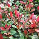 Buy Photinia x fraseri Red Robin tree online from Jacksons Nurseries.