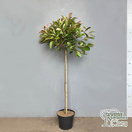 Buy Photinia x fraseri Red Robin tree online from Jacksons Nurseries. for UK delivery.