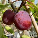 Buy Plum - Prunus domestica 'opal' online from Jacksons Nurseries.