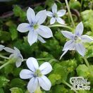 Buy Pratia pedunculata ‘Treadwellii’ online from Jacksons Nurseries.