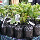 Buy Gooseberry Hinnonmaki Green online from Jacksons Nurseries.