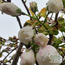 Buy Prunus Shirotae (Japanese Flowering Cherry) online from Jacksons Nurseries.