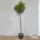 Buy Prunus lusitanica (Portuguese Laurel) online from Jacksons Nurseries.