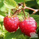 Buy Raspberry 'Tulameen' online from Jacksons Nurseries.