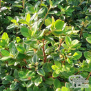 Buy Rhododendron dwarf songbird online from Jacksons Nurseries.