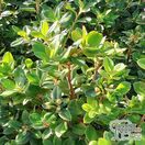 Buy Rhododendron dwarf songbird online from Jacksons Nurseries.